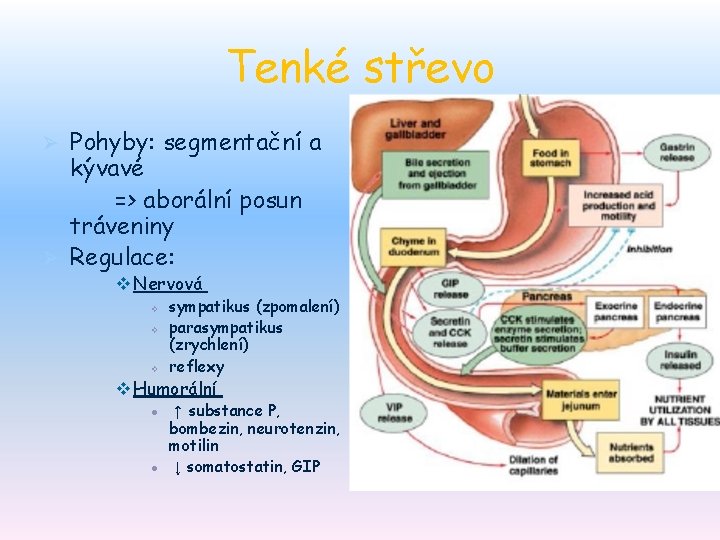 Tenké střevo Pohyby: segmentační a kývavé => aborální posun tráveniny Ø Regulace: Ø v