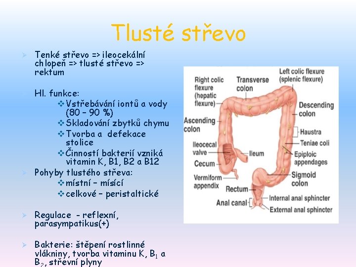 Tlusté střevo Ø Tenké střevo => ileocekální chlopeň => tlusté střevo => rektum Hl.