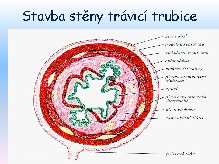 Stavba stěny trávicí trubice 