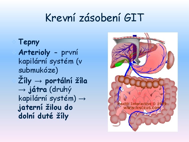 Krevní zásobení GIT v Tepny v Arterioly - první kapilární systém (v submukóze) v