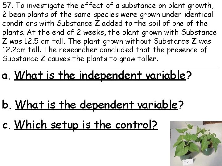 57. To investigate the effect of a substance on plant growth, 2 bean plants