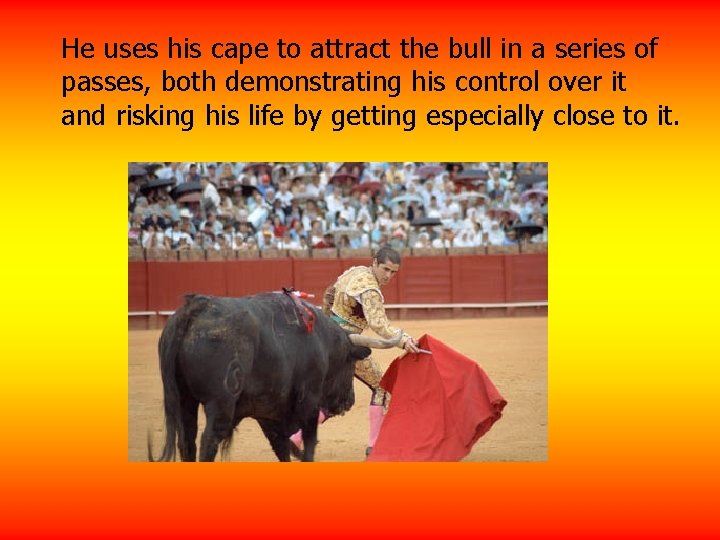 He uses his cape to attract the bull in a series of passes, both
