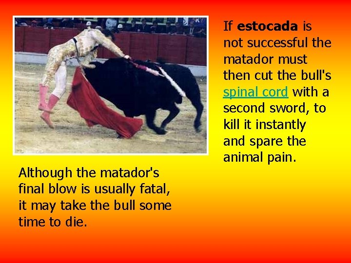 Although the matador's final blow is usually fatal, it may take the bull some