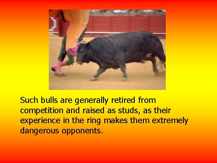 Such bulls are generally retired from competition and raised as studs, as their experience