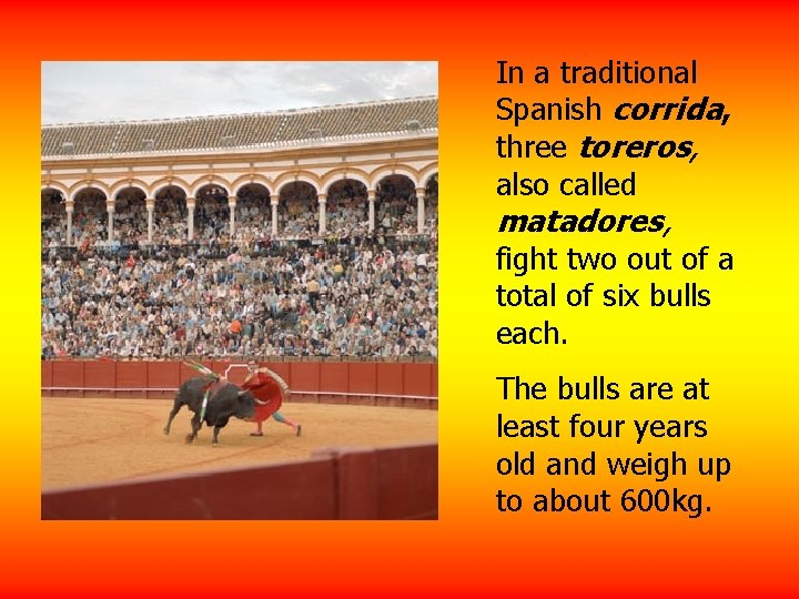 In a traditional Spanish corrida, three toreros, also called matadores, fight two out of