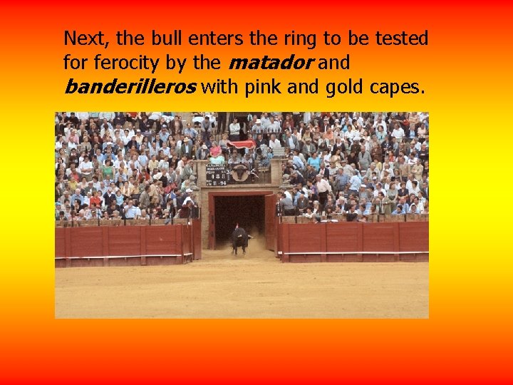 Next, the bull enters the ring to be tested for ferocity by the matador