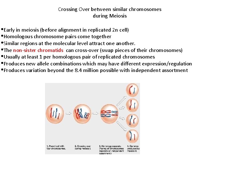 Crossing Over between similar chromosomes during Meiosis • Early in meiosis (before alignment in