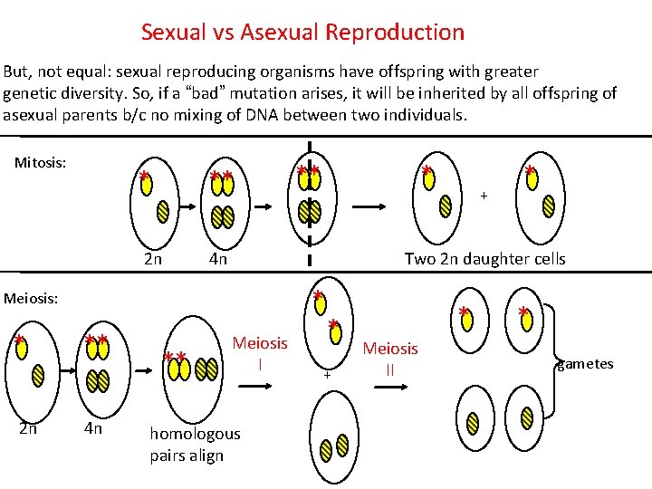 Sexual vs Asexual Reproduction But, not equal: sexual reproducing organisms have offspring with greater
