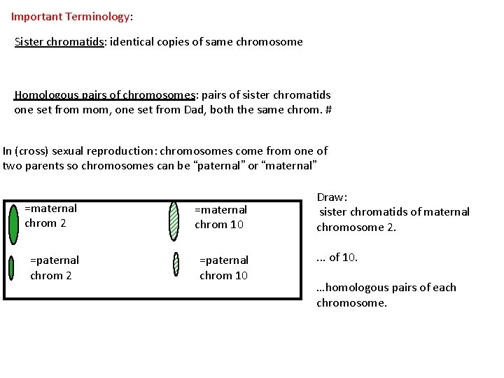 Important Terminology: Sister chromatids: identical copies of same chromosome Homologous pairs of chromosomes: pairs