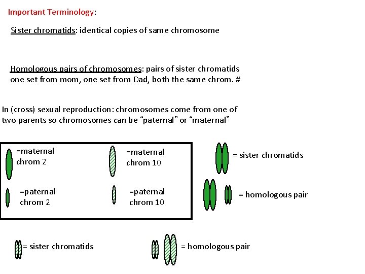 Important Terminology: Sister chromatids: identical copies of same chromosome Homologous pairs of chromosomes: pairs