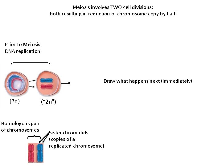 Meiosis involves TWO cell divisions: both resulting in reduction of chromosome copy by half