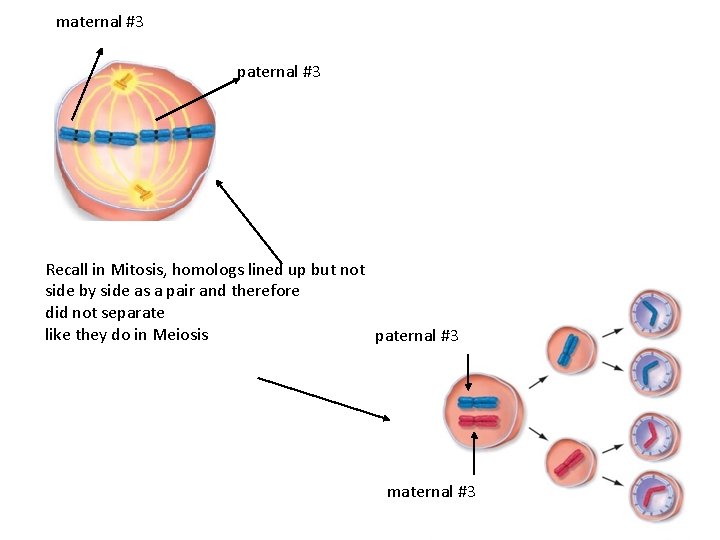 maternal #3 paternal #3 Recall in Mitosis, homologs lined up but not side by