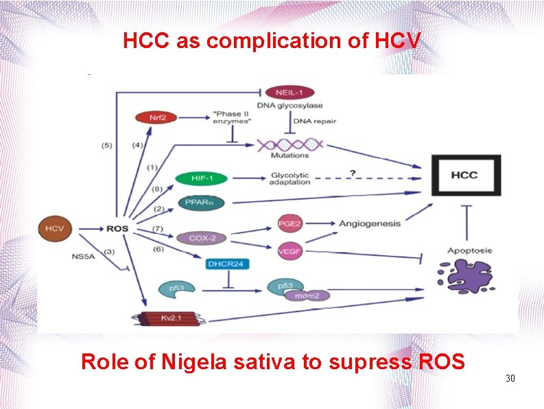 HCC as complication of HCV Role of Nigela sativa to supress ROS 30 