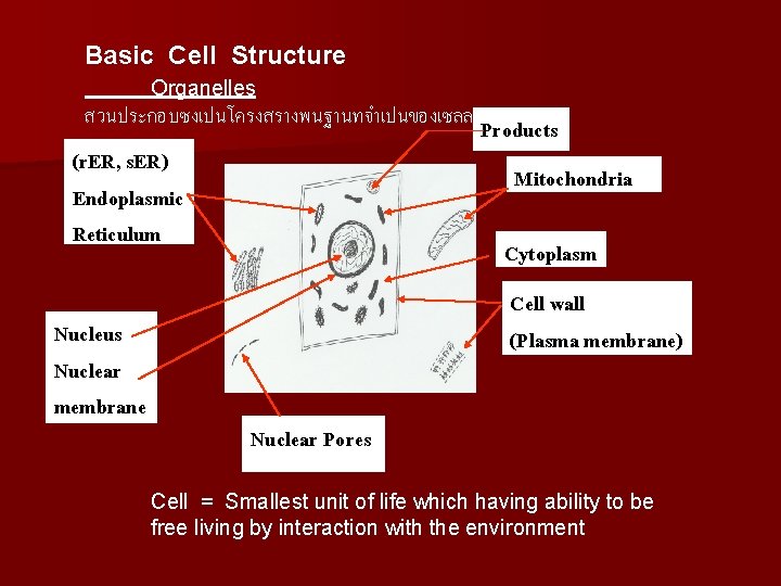 Basic Cell Structure Organelles สวนประกอบซงเปนโครงสรางพนฐานทจำเปนของเซลล (r. ER, s. ER) Endoplasmic Reticulum Nucleus Nuclear membrane