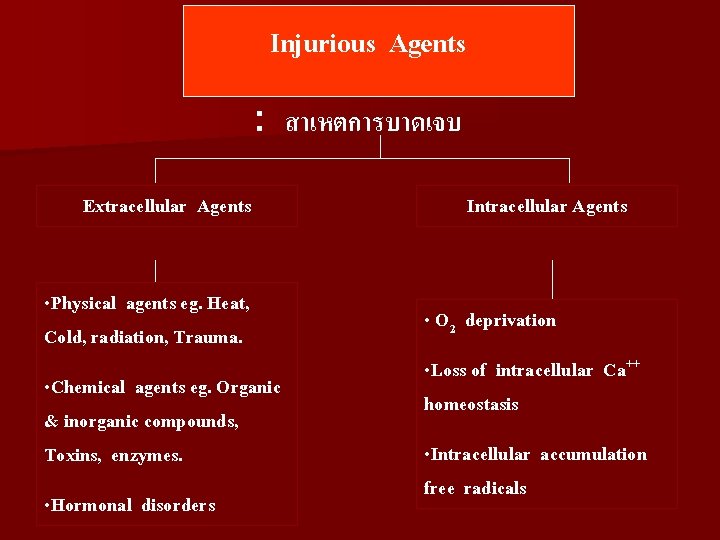 Injurious Agents : สาเหตการบาดเจบ Extracellular Agents • Physical agents eg. Heat, Cold, radiation, Trauma.