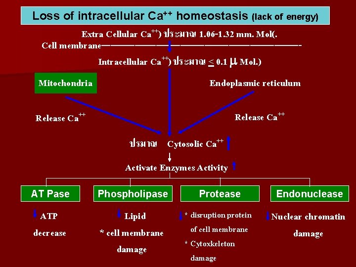 Loss of intracellular Ca++ homeostasis (lack of energy) Extra Cellular Ca++) ประมาณ 1. 06