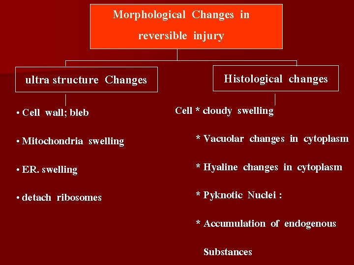 Morphological Changes in reversible injury ultra structure Changes • Cell wall; bleb Histological changes