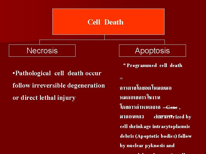 Cell Death Necrosis • Pathological cell death occur follow irreversible degeneration or direct lethal