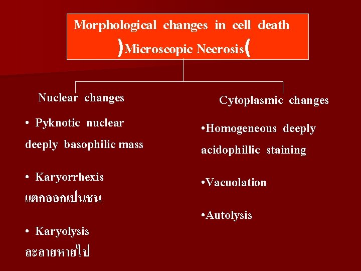 Morphological changes in cell death )Microscopic Necrosis( Nuclear changes • Pyknotic nuclear deeply basophilic