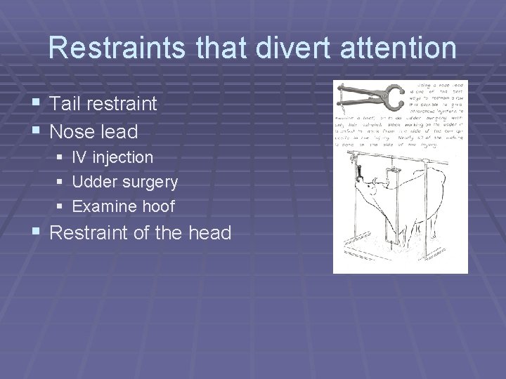 Restraints that divert attention § Tail restraint § Nose lead § § § IV Restraints that divert attention § Tail restraint § Nose lead § § § IV