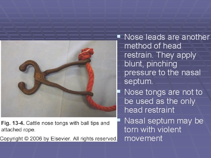 § Nose leads are another method of head restrain. They apply blunt, pinching pressure § Nose leads are another method of head restrain. They apply blunt, pinching pressure