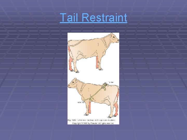 Tail Restraint Tail Restraint