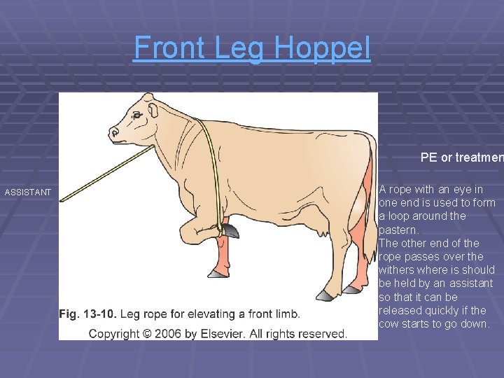 Front Leg Hoppel PE or treatmen ASSISTANT A rope with an eye in one Front Leg Hoppel PE or treatmen ASSISTANT A rope with an eye in one