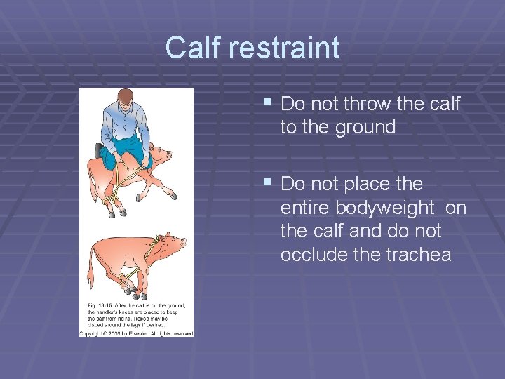 Calf restraint § Do not throw the calf to the ground § Do not Calf restraint § Do not throw the calf to the ground § Do not