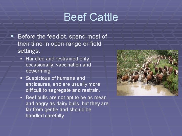 Beef Cattle § Before the feedlot, spend most of their time in open range Beef Cattle § Before the feedlot, spend most of their time in open range