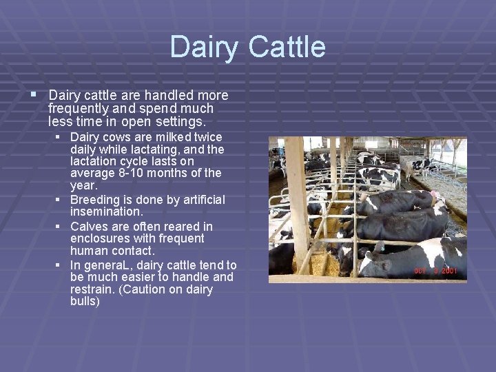 Dairy Cattle § Dairy cattle are handled more frequently and spend much less time Dairy Cattle § Dairy cattle are handled more frequently and spend much less time