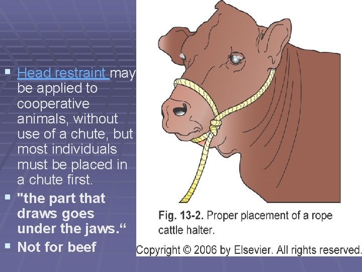 § Head restraint may be applied to cooperative animals, without use of a chute, § Head restraint may be applied to cooperative animals, without use of a chute,