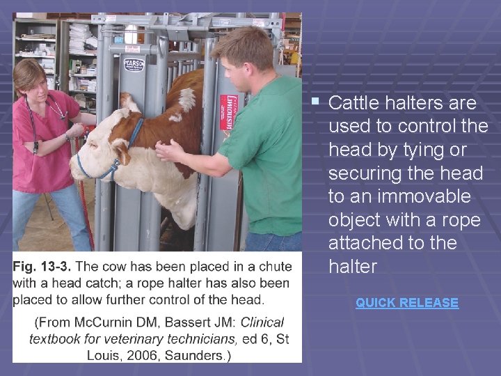 § Cattle halters are used to control the head by tying or securing the § Cattle halters are used to control the head by tying or securing the