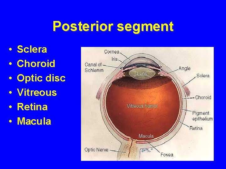 Posterior segment • • • Sclera Choroid Optic disc Vitreous Retina Macula 