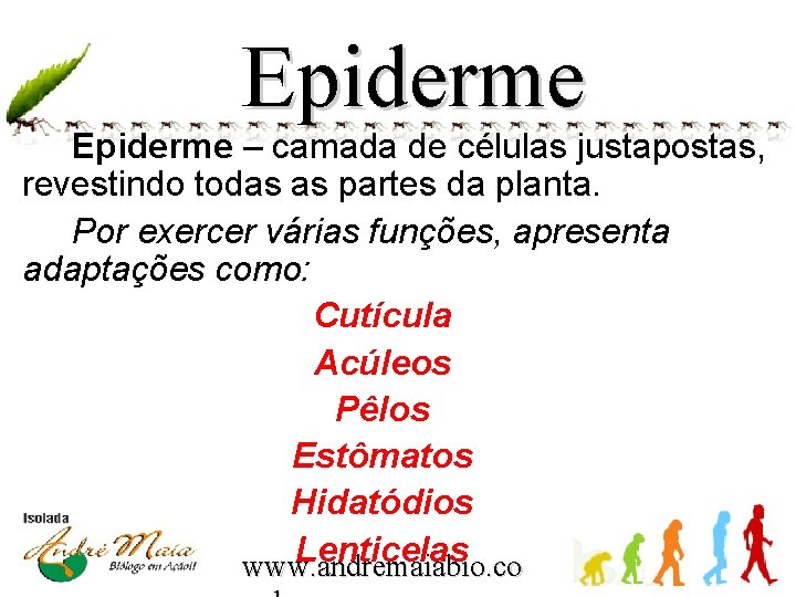 Epiderme – camada de células justapostas, revestindo todas as partes da planta. Por exercer