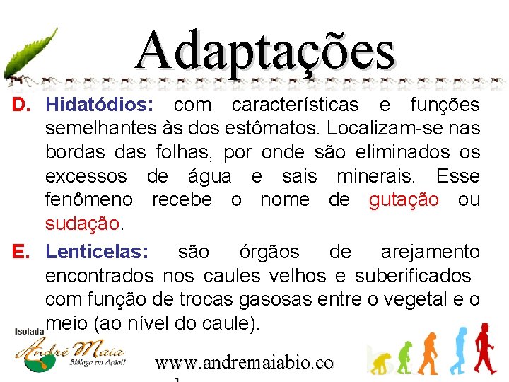 Adaptações D. Hidatódios: com características e funções semelhantes às dos estômatos. Localizam-se nas bordas