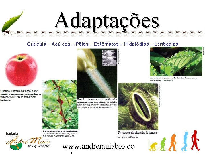 Adaptações Cutícula – Acúleos – Pêlos – Estômatos – Hidatódios – Lenticelas www. andremaiabio.