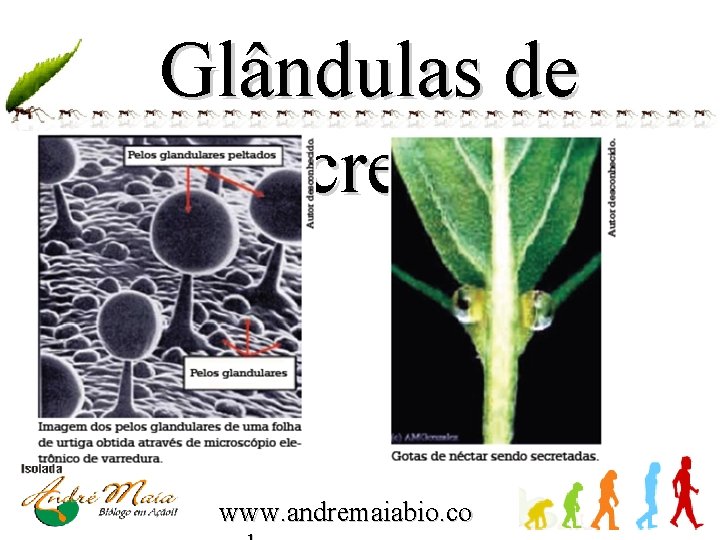 Glândulas de Secreção www. andremaiabio. co 