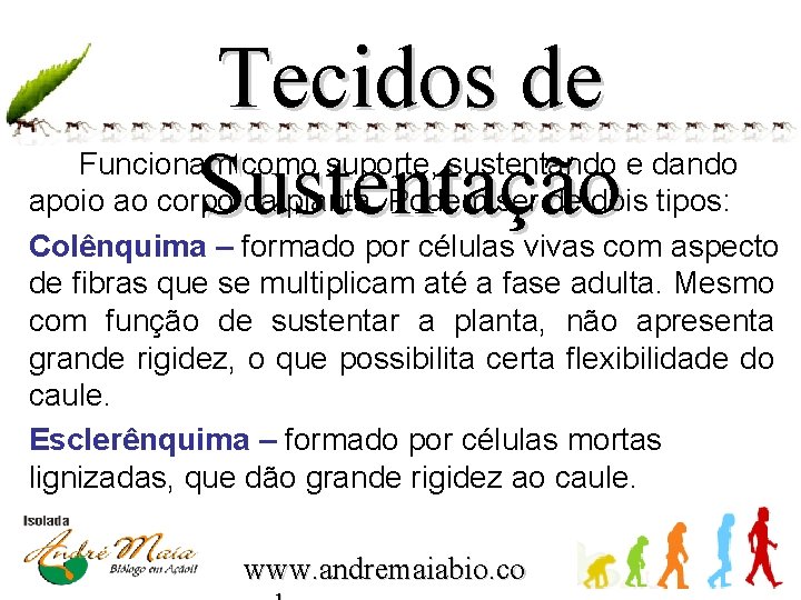 Tecidos de Sustentação Funcionam como suporte, sustentando e dando apoio ao corpo da planta.