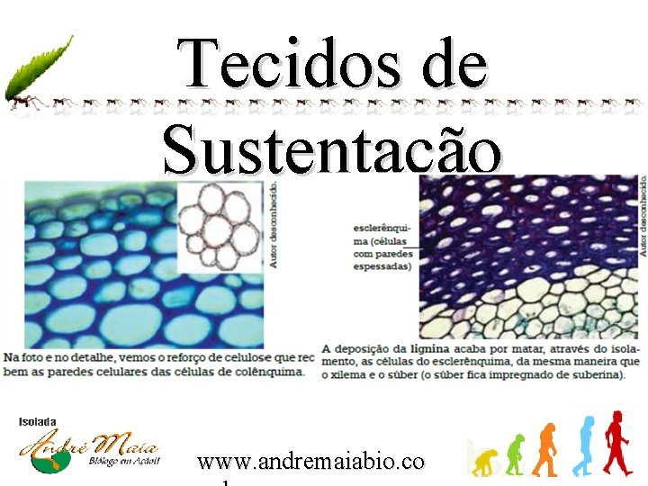 Tecidos de Sustentação www. andremaiabio. co 