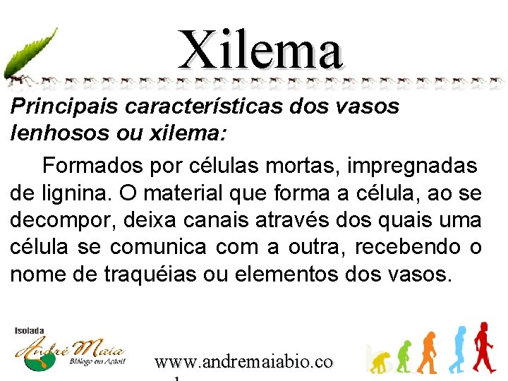 Xilema Principais características dos vasos lenhosos ou xilema: Formados por células mortas, impregnadas de