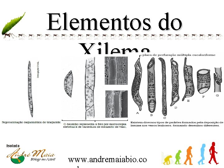 Elementos do Xilema www. andremaiabio. co 