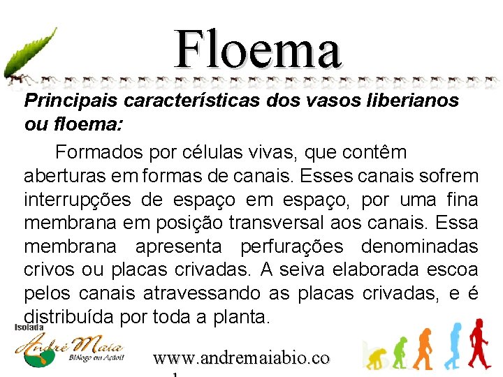 Floema Principais características dos vasos liberianos ou floema: Formados por células vivas, que contêm
