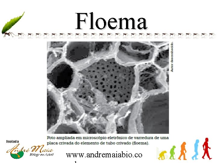 Floema www. andremaiabio. co 