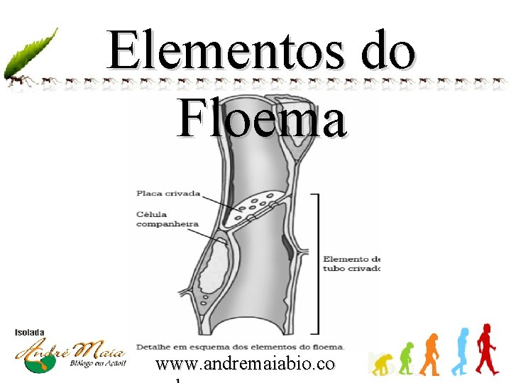 Elementos do Floema www. andremaiabio. co 