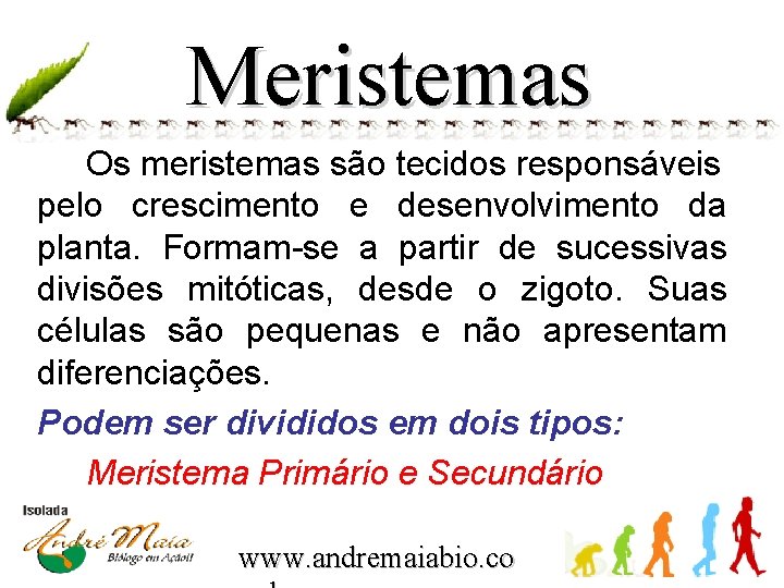 Meristemas Os meristemas são tecidos responsáveis pelo crescimento e desenvolvimento da planta. Formam-se a