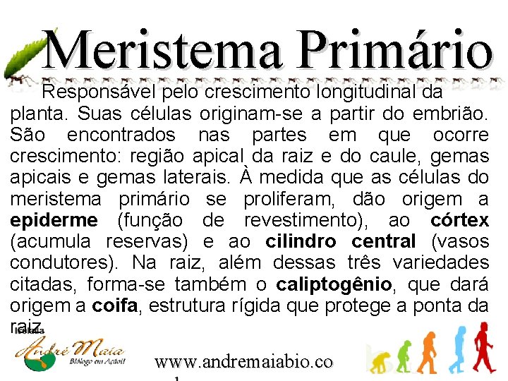 Meristema Primário Responsável pelo crescimento longitudinal da planta. Suas células originam-se a partir do