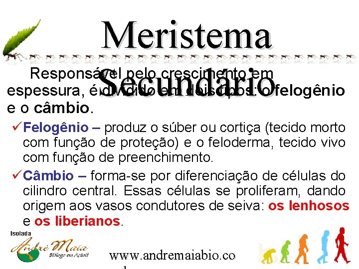 Meristema Secundário Responsável pelo crescimento em espessura, é dividido em dois tipos: o felogênio