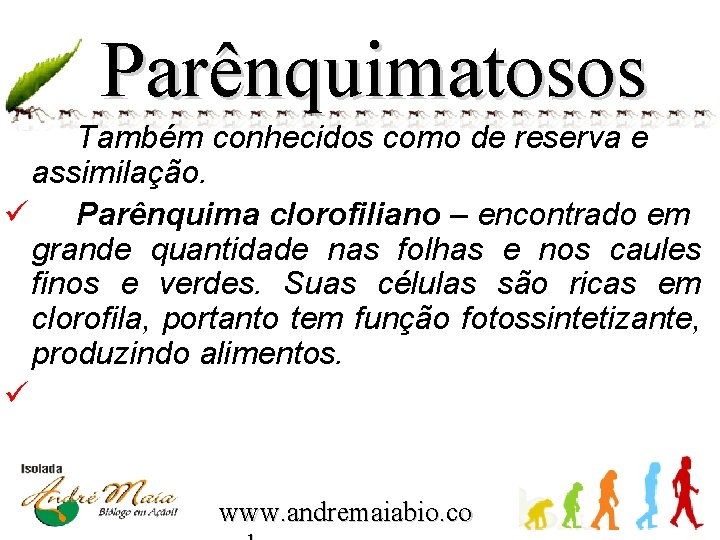 Parênquimatosos Também conhecidos como de reserva e assimilação. ü Parênquima clorofiliano – encontrado em