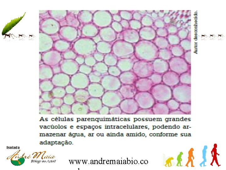 www. andremaiabio. co 