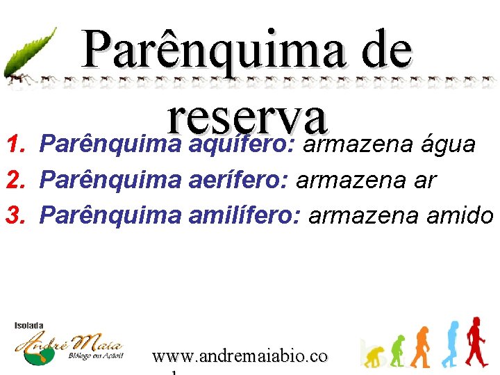 Parênquima de reserva 1. Parênquima aquífero: armazena água 2. Parênquima aerífero: armazena ar 3.